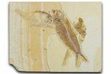 Plate of Two Fossil Fish (Diplomystus & Knightia) - Wyoming #344747-1